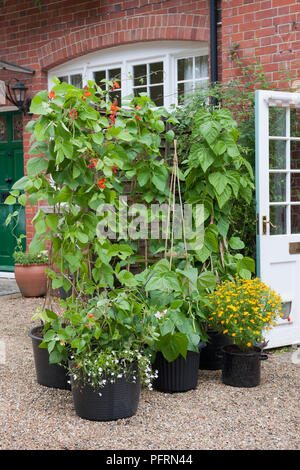 Schnittbohnen, Kapuzinerkresse, Tagetes in Blumentöpfe vor dem Haus mit offener Tür Stockfoto