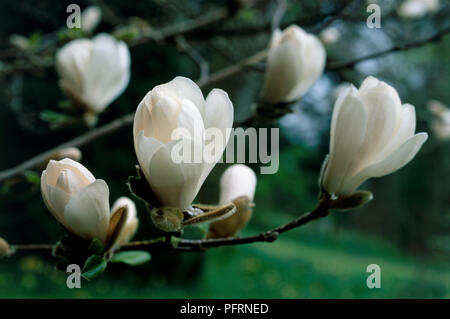 Magnolia x loebneri 'Leonard Messel', Entfaltung, weiße Blüten und Knospen, close-up Stockfoto