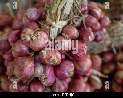 Bündel von organischen Schalotte oder Asien rote Zwiebel Kraut Zutat für Verkauf im Markt Stockfoto