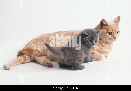 Cremefarben kurzhaar Katze mit ein graues Kätzchen Stockfoto