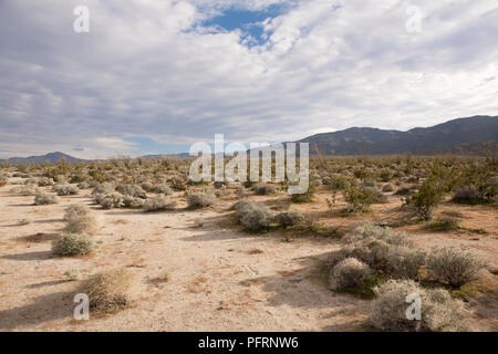 USA, Kalifornien, Anza-Borrego Desert State Park, Flora auf flachen Colorado Wüste Landschaft mit Bergen in der Ferne und weiße Wolken über Stockfoto