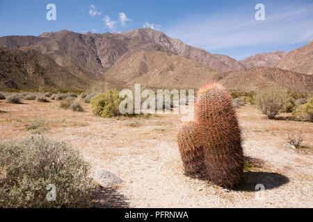 USA, Kalifornien, Anza-Borrego Desert State Park, barrel Kaktus in Colorado Wüste mit Bergen im Hintergrund Stockfoto