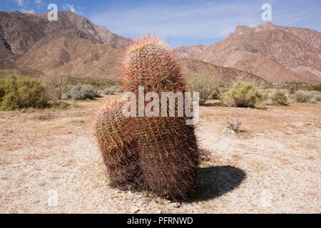 USA, Kalifornien, Anza-Borrego Desert State Park, barrel Kaktus in Colorado Wüste mit Bergen im Hintergrund, Nahaufnahme Stockfoto