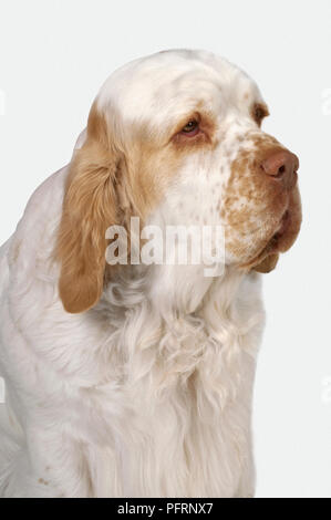 Kopf und Schultern von Weißen und Zitrone Clumber Spaniel hund Stockfoto