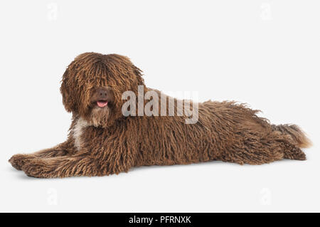 Keuchend braunen und weißen curly-coated Spanischer Wasserhund (Perro de Agua Espanol) liegend Stockfoto