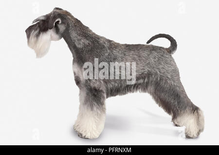 Schwarz und Silber Zwergschnauzer Hund, stehend Stockfoto