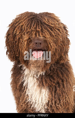 Braune und weiße curly-coated Spanischer Wasserhund (Perro de Agua Espanol) Stockfoto