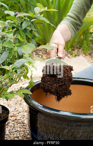 Das Einpflanzen einer blueberry Pflanze aus glasiertem Terrakotta Topf, Hinzufügen von ericaceen Kompost Stockfoto