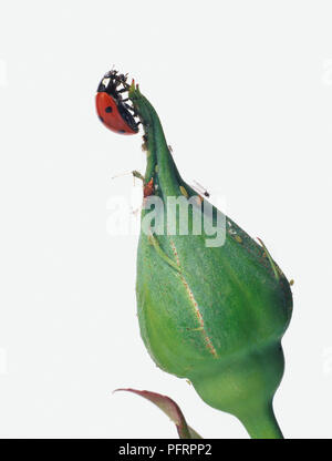 Sieben - gefleckte Marienkäfer (Coccinella septempunctata) und andere Insekten auf Bud, close-up Stockfoto