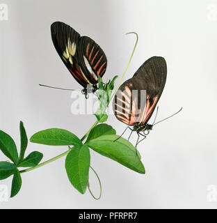 Postman Schmetterlinge (Heliconius melpomene) auf der Anlage Stockfoto