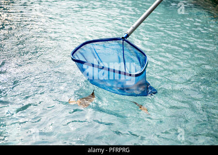 Reinigung Schwimmbad Laub mit blauen Skimmer net Stockfoto