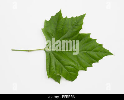 Platanus occidentalis (Buttonwood, Amerikanische Platane, amerikanische Flugzeug), Blatt Stockfoto