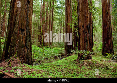 USA, Kalifornien, Sonoma County, Armstrong Redwoods State Park, Bäume im Wald Stockfoto