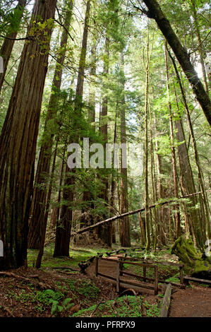 USA, Kalifornien, Sonoma County, Armstrong Redwoods State Park, Dirt Track über die Brücke und Stream unter hohen Bäumen im Wald Stockfoto
