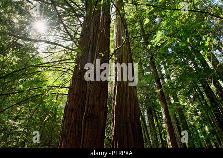 USA, Kalifornien, Sonoma County, Armstrong Redwoods State Park, Sonnenlicht durch die hohen Bäume im Wald Stockfoto