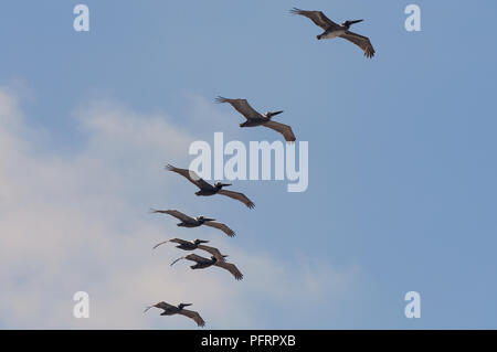 Braune Pelikane (Pelecanus Occidentalis) im Flug Stockfoto
