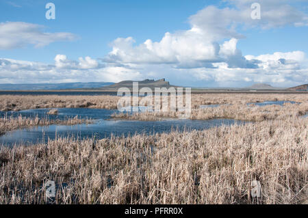 USA, Kalifornien, Klamath Basin, Tule Lake National Wildlife Refuge, Süßwasser Sümpfen unter cloudscape Stockfoto