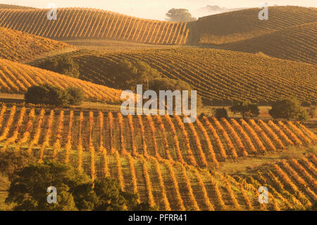 USA, Kalifornien, Napa County, weite Carneros Weinberge bei Sonnenuntergang Stockfoto