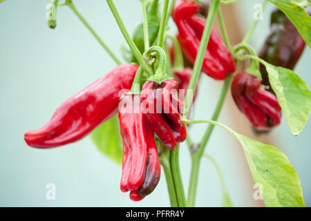 Red chili peppers auf Pflanze, Nahaufnahme Stockfoto