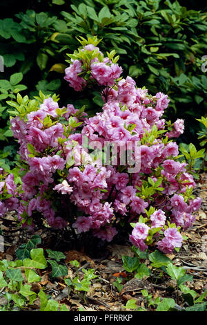 Rhododendron 'Rose Bud" Bush mit dunkel rosa Blumen und grüne Blätter im Garten Stockfoto