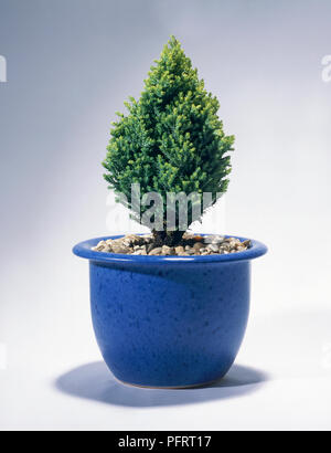 Zwerg Nadelbaum in blau Blumentopf mit Kies top-Dressing Stockfoto