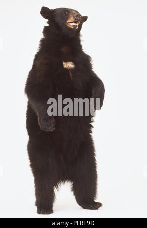 Amerikanischer Schwarzbär (Ursus americanus) Stockfoto