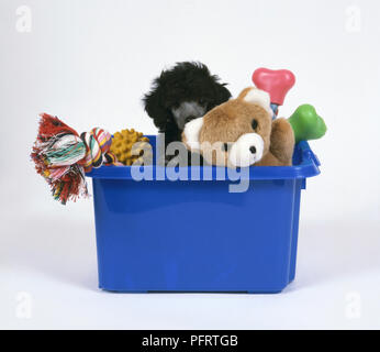 Schwarz Standard Pudel Welpen in blue box Spähen hinter Pet Toy Stockfoto