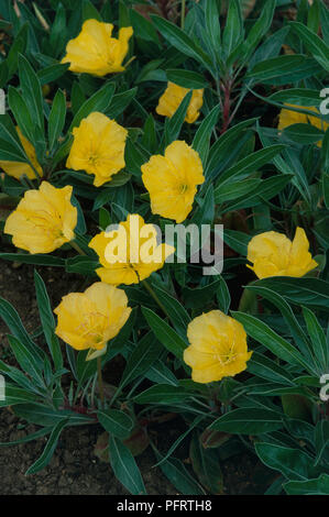 Oenothera missouriensis (Ozark sundrop), gelbe Blumen und Blätter dunkelgrün Stockfoto