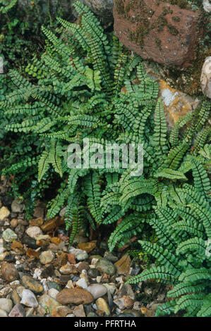 Asplenium trichomanes (Maidenhair Spleenwort), schlank, schwarz-angepirscht Wedel mit ordentlich gepaart Divisionen Stockfoto