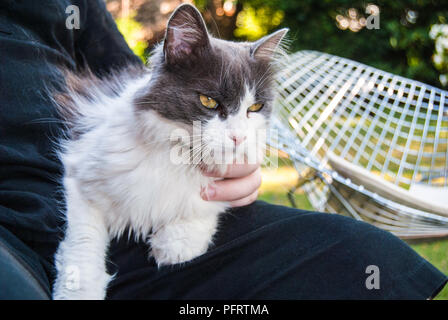 Schöne Katze als Haustier während der Sitzung in den Schoß Stockfoto