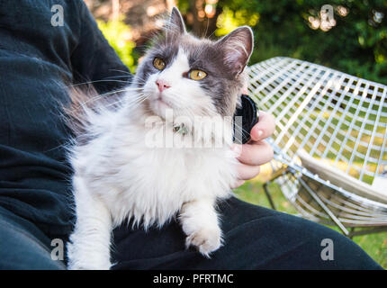 Schöne Katze als Haustier während der Sitzung in den Schoß Stockfoto