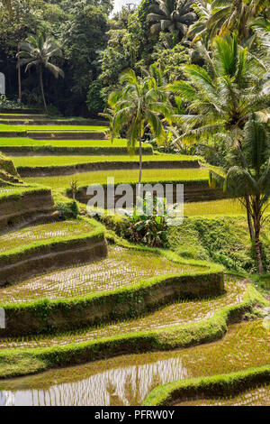 Hang mit der Landwirtschaft von Reis. Die schönsten Berge der Welt Landschaften Form in der Natur. Typische asiatische Grüne cascade Reisfeld Terrassen Reisfeldern. Ubud Stockfoto