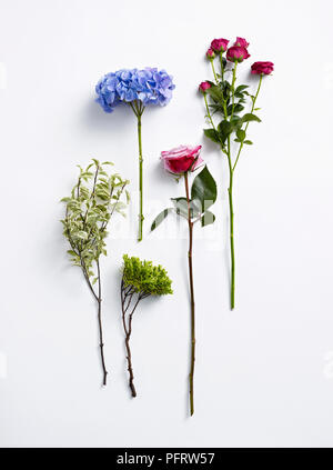 Blumen für die Flower Arrangement, bunte Pittosporum, Blaue Hortensie, Rosa spray Rose und rosa Rose Stockfoto