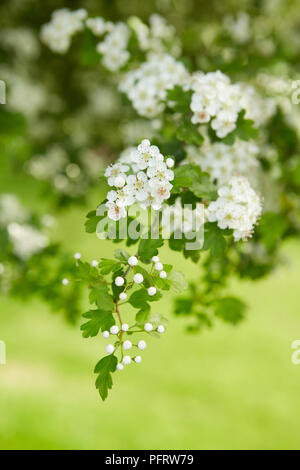 Crataegus (Weißdorn) Blüte Stockfoto