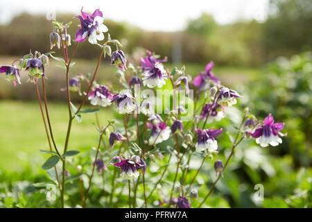 Aquilegias (Columbine) in einem Garten Stockfoto