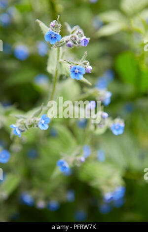 Alkanet Pentaglottis sempervirens (Grün) Stockfoto