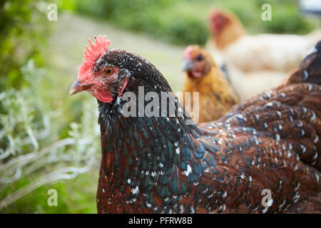 Hühner auf Zuteilung Stockfoto