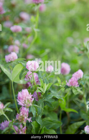 Biodynamische Klee Stockfoto