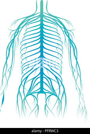 Illustration, menschliche Nervensystem Stockfoto