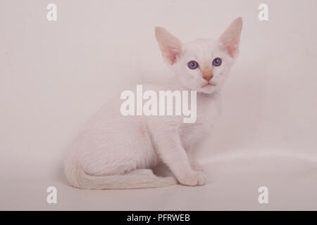 Weiß Orientalisch Kurzhaar Katze mit blauen Augen, Sitzen, von der Kamera suchen Stockfoto