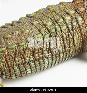 Caiman Lizard (Dracaena guianensis), Körper detail Stockfoto