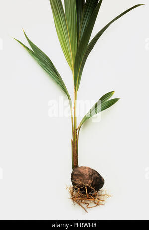 Cocos nucifera (Kokospalme), grüne Blätter auf langen Stielen wachsenden aus Kokosnuss Stockfoto