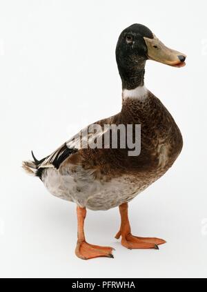 Junge männliche Stockente (Anas platyrhynchos) Ente, stehend Stockfoto
