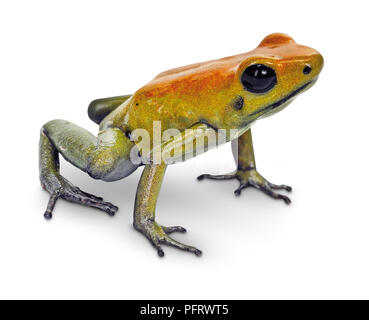 Goldene Pfeilgiftfrosch Stockfoto