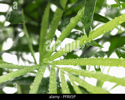 Bilden ein Dschungel / Regenwald in einer Flasche mit einem wissenschaftlichen Experiment. Schritt 7, besprühen Sie die Blätter mit Wasser und etwas Wasser auf den Boden. In der Nähe der Anlage verlässt. Stockfoto