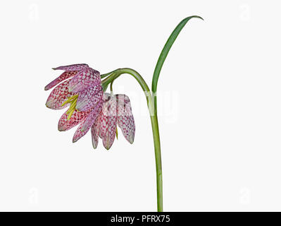 Schlange den Kopf fritillary Stockfoto