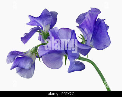 Sweet pea Stockfoto