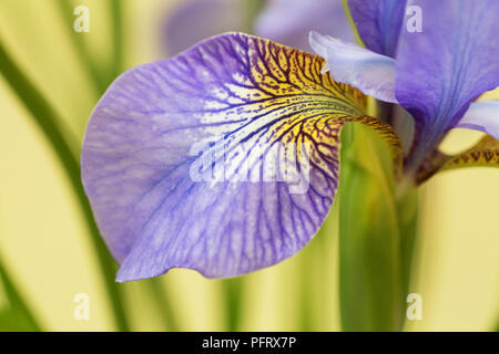 Iris Stockfoto