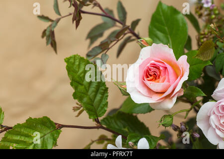 Rose Blumen-arrangement Stockfoto