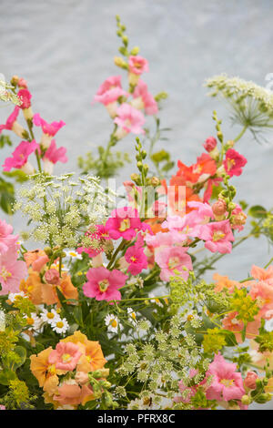 Snapdragon Anordnung Stockfoto